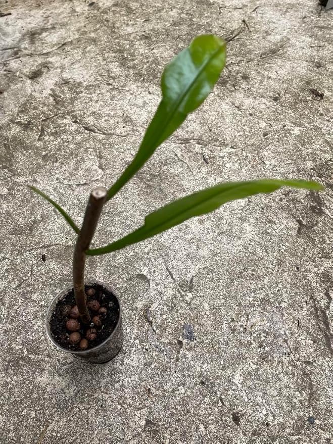 Epiphyllum 'Queen of the Night' Variety Rooted Cutting