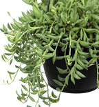String of Bananas Succulent Plant Decor Hanging Basket, Real Succulents & Houseplants for Home or Office, Senecio Radicans, Unique House Plants