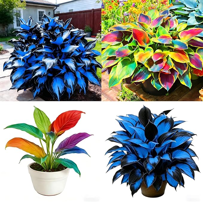 Hosta Seeds for Planting, 230+pcs Rare Perennial Hosta Flower Seeds, Non-GMO Heirloom Long Blooming Plants Shaded Entry Pathway Flowers for Garden Outdoors