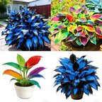 Hosta Seeds for Planting, 230+pcs Rare Perennial Hosta Flower Seeds, Non-GMO Heirloom Long Blooming Plants Shaded Entry Pathway Flowers for Garden Outdoors
