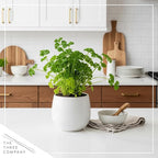 Live Aromatic and Edible Herb - Parsley (4 Per Pack), Boosts Immune System, 8" Tall by 4" Wide