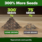 HOME GROWN Will Rogers Zinnia Seeds - 300 Zinnia Flower Seeds for Planting Outdoors - Tall Zinnia Elegans Cut Flowers - Heirloom Non-GMO Zinnia Seeds for 2026 (Zinnia Elegans)