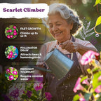 KVITER 150 Scarlett O'Hara Morning Glory Seeds for Planting (Ipomoea Nil) – Red Morning Glory Vine Seed Packets – Non GMO Heirloom Flower Seeds to Plant Outside Home Garden, Containers, Trellises