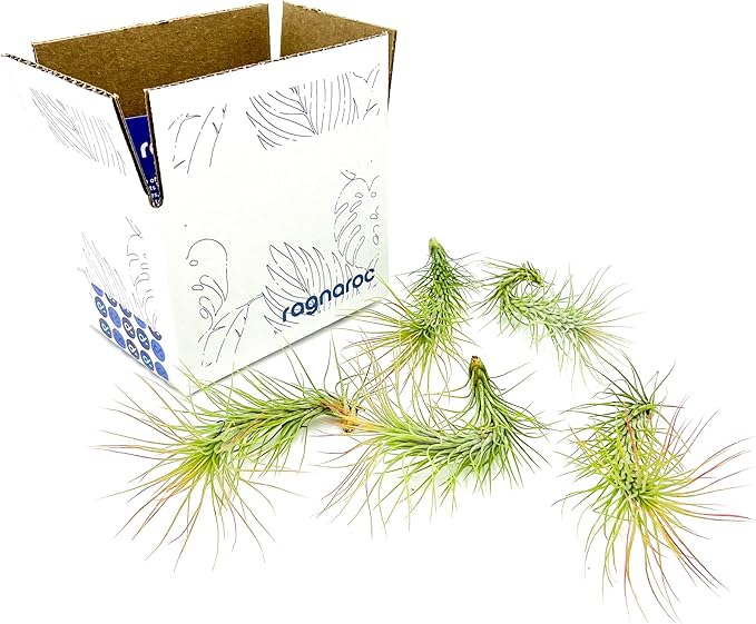 ragnaroc Air Plants - Tillandsia Funckiana, Large 5" - 5ct - Live Arrival Guaranteed - House Plants for Home Decor & Gift