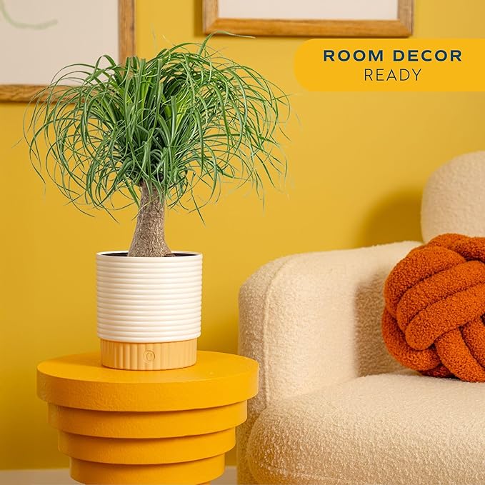 Costa Farms Ponytail Palm Live Plant in Decorative Pot, Easy to Maintain Indoor Houseplant, Perfect for Home, Room, or Office Decor, Great House Warming or Birthday Gift, 12-24 Inches Tall