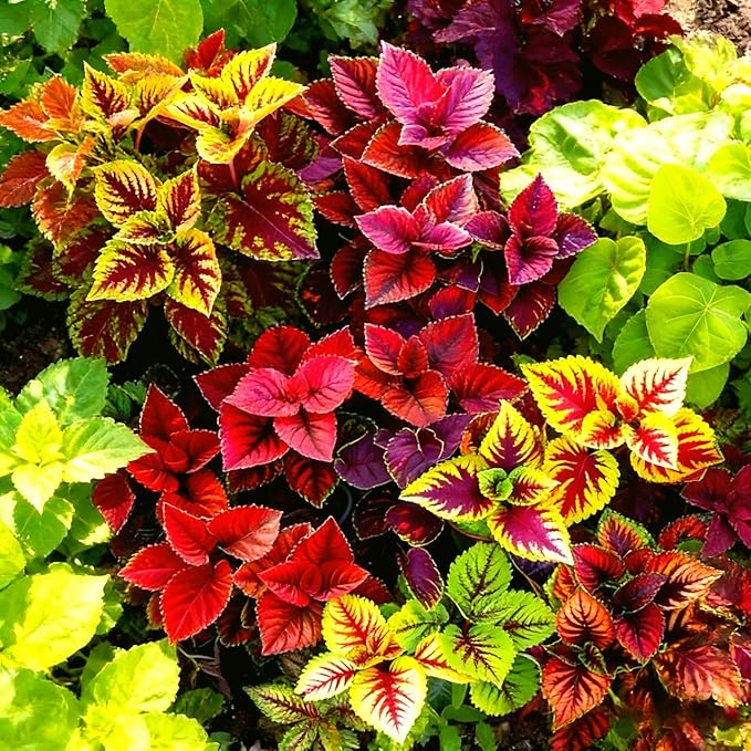 CarpetC 100+ Coleus Rainbow Seeds for Planting, Perennial Colorful Foliage Shade Plant, Plectranthus scutellarioides for Home Containers and Garden Borders
