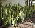 RedCrocus Variegated Snake Plant Sansevieria trifasciata 'Laurentii'- Indoor Air Purifying, Low Maintenance, Drought Tolerant Green Houseplant 10" Pot