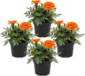 Live Flowering Marigold - Durango Orange (4 Per Pack), Beautiful Spring Color, 8" Tall by 4" Wide in 1 Pt Pot