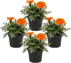 Live Flowering Marigold - Durango Orange (4 Per Pack), Beautiful Spring Color, 8" Tall by 4" Wide in 1 Pt Pot