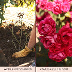 Heirloom Climbing Roses, Live Own Root Plant for Outdoor Garden, Blaze, Lightly Fragrant, Hardiness Zones 5-10, Continual Blooming