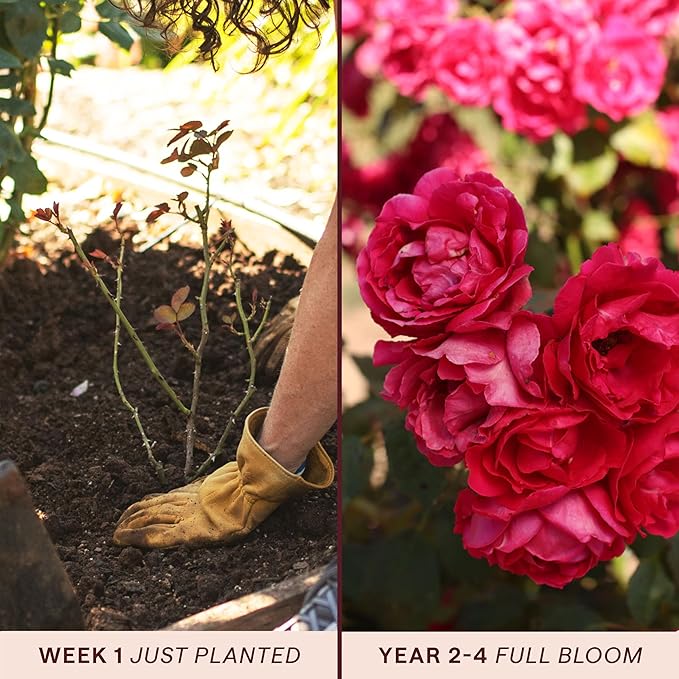 Heirloom Climbing Roses, Live Own Root Plant for Outdoor Garden, Blaze, Lightly Fragrant, Hardiness Zones 5-10, Continual Blooming
