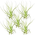 ragnaroc Air Plants - Tillandsia Straminea Jumbo 6-9" - 5ct - Live Arrival Guaranteed - House Plants for Home Decor & Gift