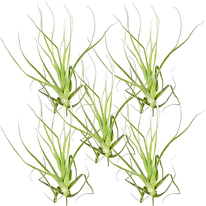 ragnaroc Air Plants - Tillandsia Straminea Jumbo 6-9" - 5ct - Live Arrival Guaranteed - House Plants for Home Decor & Gift