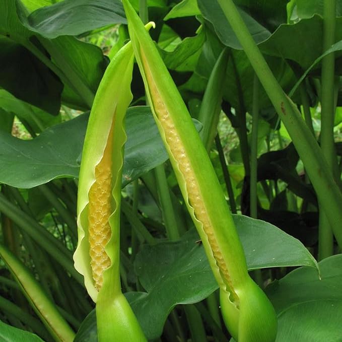Chalily Arrow Arum, a Great Live Pond Plant for Your Water Garden. Filters The koi and Goldfish Pond. Good for Bogs, Plant Shelf or Shallow Water This marginal Aquatic is a Real Beauty