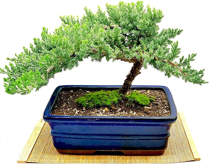 Live Dwarf Juniper Bonsai Tree | Indoor/Outdoor | 100% Handcrafted| Home and Office Décor | Best Gift for Holiday (XL)