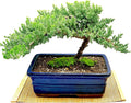 Live Dwarf Juniper Bonsai Tree | Indoor/Outdoor | 100% Handcrafted| Home and Office Décor | Best Gift for Holiday (XL)