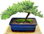 Live Dwarf Juniper Bonsai Tree | Indoor/Outdoor | 100% Handcrafted| Home and Office Décor | Best Gift for Holiday (XL)