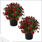 Live Flowering Osteospermum Plant - Red (2 Plants Per Pack), Beautiful African Daisies, Early Spring Color, 12" Tall by 5" Wide in 1 Qt Pot, The Three Company