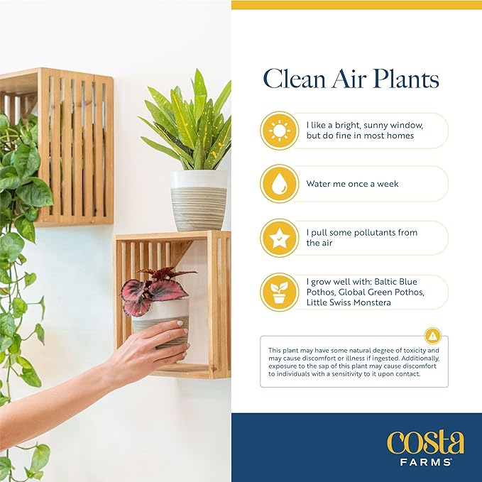 Costa Farms Mini Live Indoor Houseplants (20-Pack), Starter Plants in Nursery Pots, Assorted Foliage Mix (Varieties May Vary), Bulk Tiny Plants for DIY Terrariums, Party Favors, and Home Office Decor