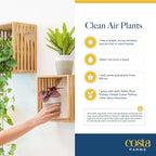 Costa Farms Mini Live Indoor Houseplants (20-Pack), Starter Plants in Nursery Pots, Assorted Foliage Mix (Varieties May Vary), Bulk Tiny Plants for DIY Terrariums, Party Favors, and Home Office Decor