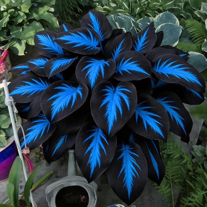 Hosta Seeds for Planting, 195+pcs Rare Perennial Hosta Flower Seeds Plants, Non-GMO Heirloom Long Blooming Plants Shaded Entry Pathway Flowers for Garden Outdoors