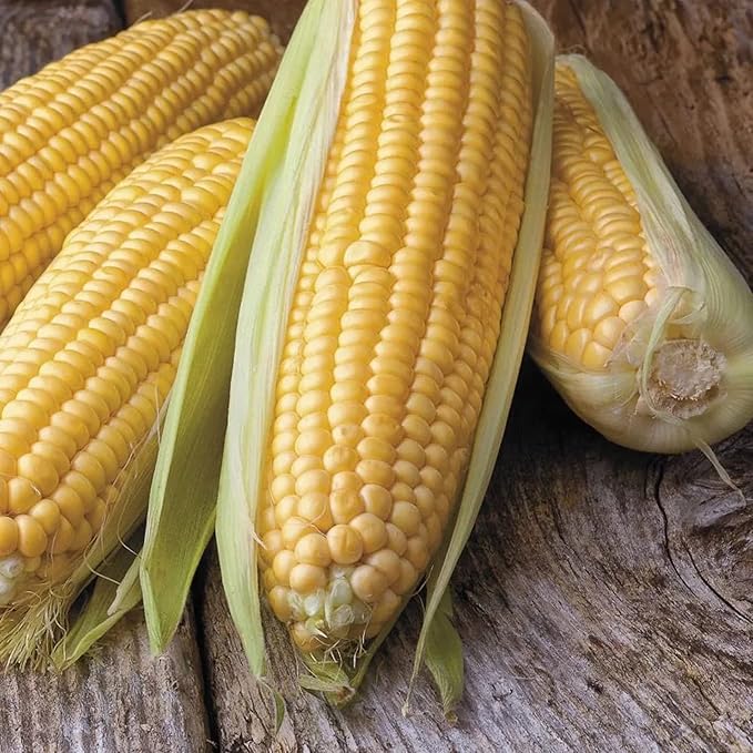 Park Seed Garden Combo – Mini-Me F1 Organic Cucumber Seeds & Honey Select Triplesweet Hybrid Corn Seeds | Non-GMO | Easy to Grow | Crisp Cucumbers & Sweet Corn | 2 Pack Bundle