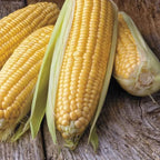 Park Seed Garden Combo – Mini-Me F1 Organic Cucumber Seeds & Honey Select Triplesweet Hybrid Corn Seeds | Non-GMO | Easy to Grow | Crisp Cucumbers & Sweet Corn | 2 Pack Bundle
