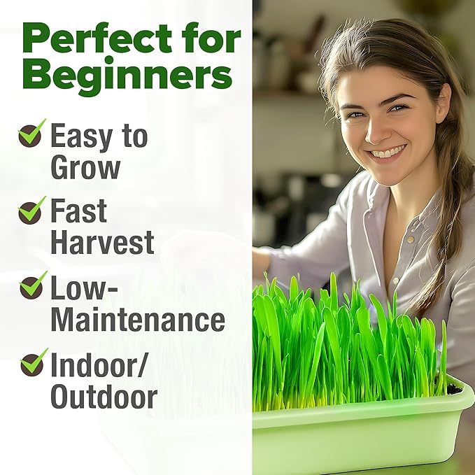 HOME GROWN Hard Red Winter Wheatgrass Seeds 12,000+ Bulk 1.5 lb Heirloom Non-GMO, Sprouting for Juicing, Healthy Smoothies, Pet Cat Grass, Microgreens, Indoor Garden (Triticum aestivum)