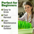HOME GROWN Hard Red Winter Wheatgrass Seeds 12,000+ Bulk 1.5 lb Heirloom Non-GMO, Sprouting for Juicing, Healthy Smoothies, Pet Cat Grass, Microgreens, Indoor Garden (Triticum aestivum)