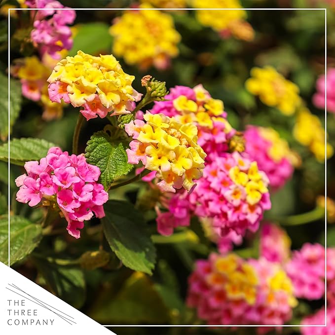 Live Flowering Lantana - Havana Sunrise (2 Plants Per Pack) - Healthy Blooming Pollinator, 8" Tall by 5" Wide in 1 Qt Pot