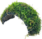 Java Moss Freshwater Live Aquarium Plants on Coconut Shell Driftwood Bridge Perfect for Fish Tank Decoration