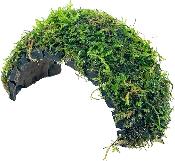 Java Moss Freshwater Live Aquarium Plants on Coconut Shell Driftwood Bridge Perfect for Fish Tank Decoration