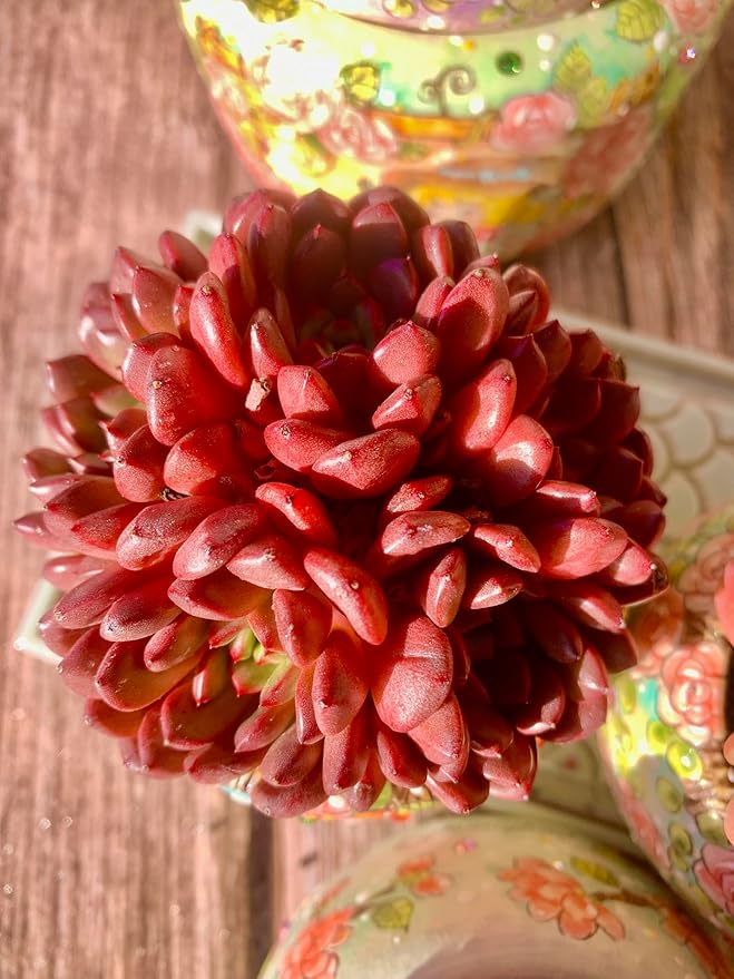 Echeveria Pink Rubby Succulent Kit - with Plastic Pot, 1 Head 2" Live Plant, Compressed Soil & Guide, for Garden Indoor Office Desk (1, Echeveria Pink Rubby)
