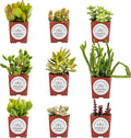 Live Crassula Succulents Plants Variety Pack - Well Rooted Plants in 2 Inch Pots - Real, Small, Assorted Houseplants for Indoor, DIY, Home Decor, Wedding, or Birthday Gifts (9 Pack)