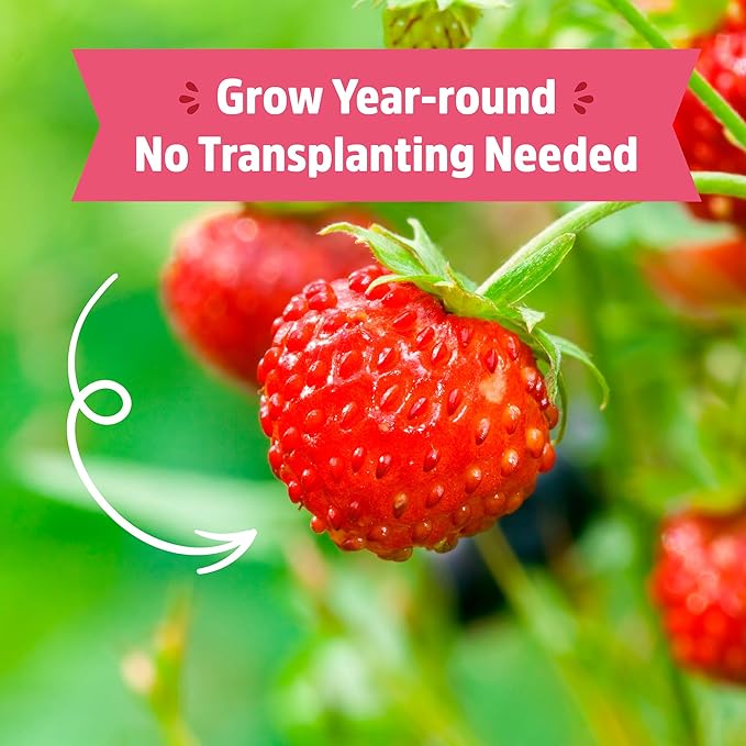 Back to The Roots Organic Strawberry Grow Kit — Grows Year Round, Includes Everything Needed for Planting