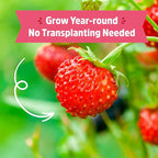 Back to The Roots Organic Strawberry Grow Kit — Grows Year Round, Includes Everything Needed for Planting