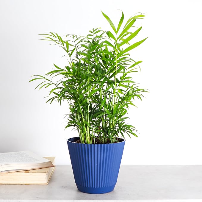 Thorsen's Greenhouse Parlor Palm Plant, Live Indoor Plant, Neanthe Bella Palm, Natural Air Purifier, Easy to Grow, Pet Safe Plant, 6-inch Diameter Pot (Navy (6" Pot))