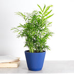 Thorsen's Greenhouse Parlor Palm Plant, Live Indoor Plant, Neanthe Bella Palm, Natural Air Purifier, Easy to Grow, Pet Safe Plant, 6-inch Diameter Pot (Navy (6" Pot))