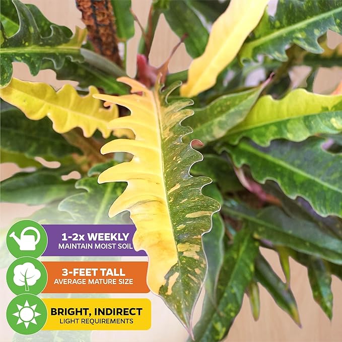 Philodendron 'Ring of Fire' Variegated Live Plant - Philodendron Wendlandii x P. Tortum by Wellspring Gardens - Rare Indoor Houseplants Ridge, Color-Splashed Leaves - Starter Plant