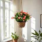Thanksgiving Cactus, Coral Seasonal Blooms, Live Indoor Plant, Flowering Houseplant, Christmas Cactus, 8-Inch Hanging Basket, Holiday Decor, Pet Safe, Free Heat Pack