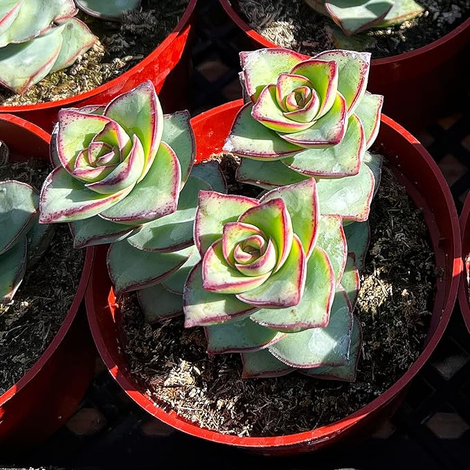 Sprout N Green Crassula Perforata subsp. Perforata in 4 inch Starter Pot, Rare Live Succulent Plant Fully Rooted, Home Office Indoor Outdoor Wedding Decoration DIY Projects Party Favor