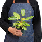 Philodendron Painted Lady Live Plant for Indoor | Different Houseplants in 4'' & 6'' Pot | Real House Plant for Living Room, Office, Desk & Bathroom |