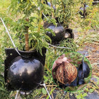 5PCS Plant Propagation Stations Air Layering Pods, Reusable Grafting Tool Air Layering Propagation Kit Grafting Kit Take Root Plant Propagation Ball Root Starter Grafting Growth Box