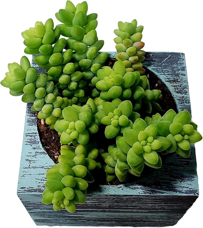 Living Succulent 4" Donkey Tails, Fully Rooted Succulents Plants Live, Succulent Plants Trailing Hanging, Sedum Burrito House Plant for Home Office Decoration, DIY Projects, Party Favor Gift