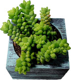 Living Succulent 4" Donkey Tails, Fully Rooted Succulents Plants Live, Succulent Plants Trailing Hanging, Sedum Burrito House Plant for Home Office Decoration, DIY Projects, Party Favor Gift