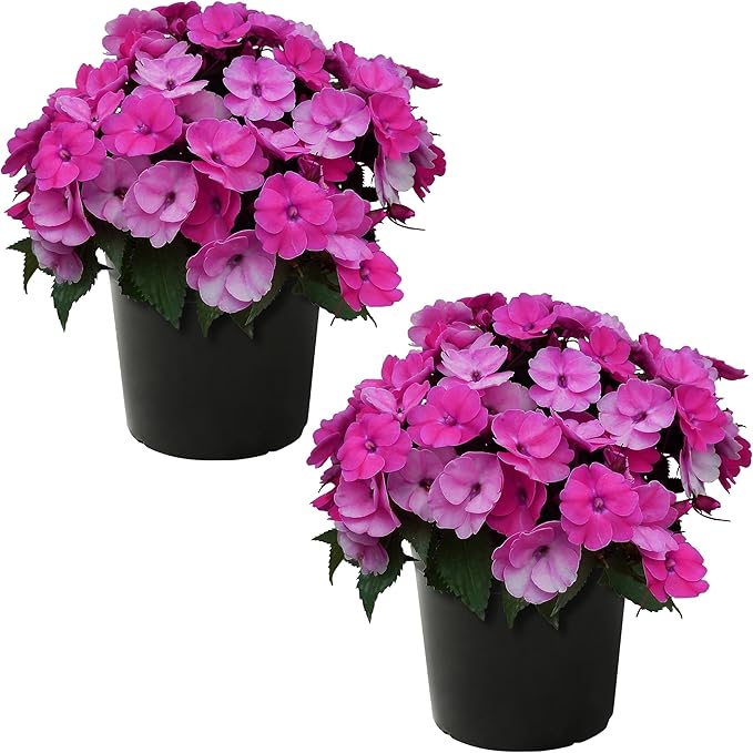 Live Flowering Sunpatiens - Purple (2 Plants Per Pack), Beautiful Annual Summer Color, 10" Tall by 6" Wide in 1 Quart Pot