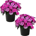 Live Flowering Sunpatiens - Purple (2 Plants Per Pack), Beautiful Annual Summer Color, 10" Tall by 6" Wide in 1 Quart Pot