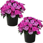 Live Flowering Sunpatiens - Purple (2 Plants Per Pack), Beautiful Annual Summer Color, 10" Tall by 6" Wide in 1 Quart Pot