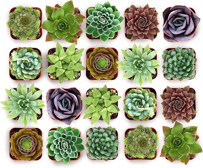 Shop Succulents Wild Rosette Succulent Plant Pack – Live Mini Rosette Succulents, Variety of Colors & Textures, Easy Care Plants – Home Decor, Gifts & Succulent Garden, 2" Pots