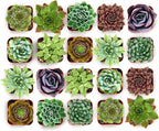 Shop Succulents Wild Rosette Succulent Plant Pack – Live Mini Rosette Succulents, Variety of Colors & Textures, Easy Care Plants – Home Decor, Gifts & Succulent Garden, 2" Pots